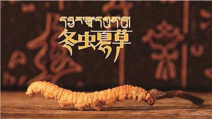 那曲新鮮冬蟲夏草什么時候采挖？